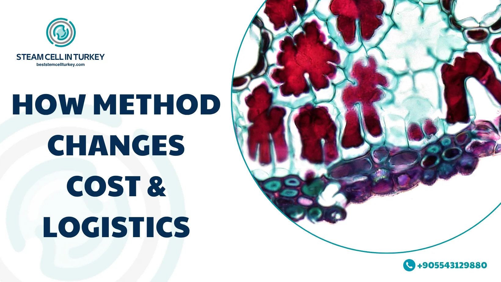 Alzheimer’s Stem Cell Therapy Cost