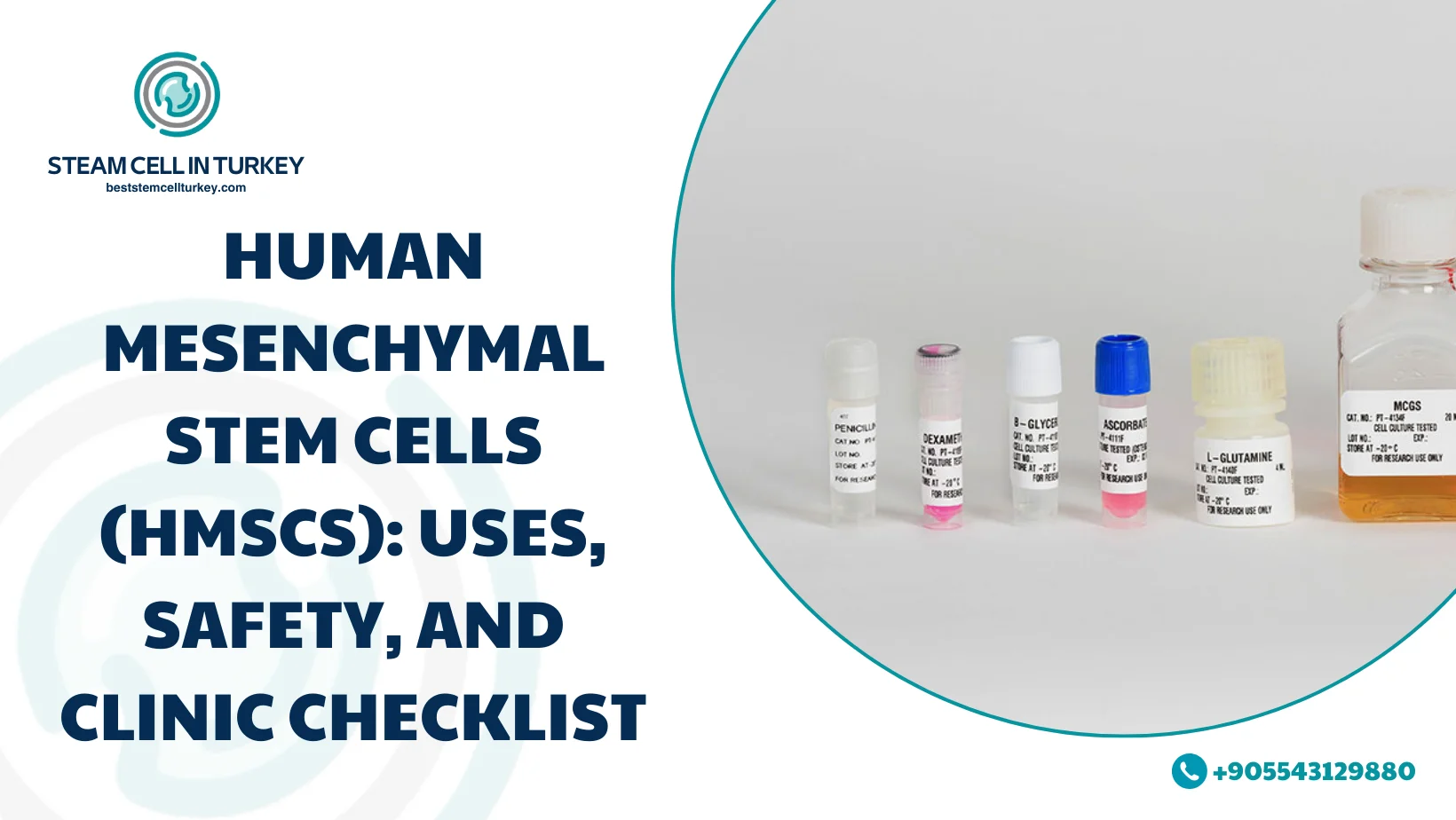 Human Mesenchymal Stem Cells