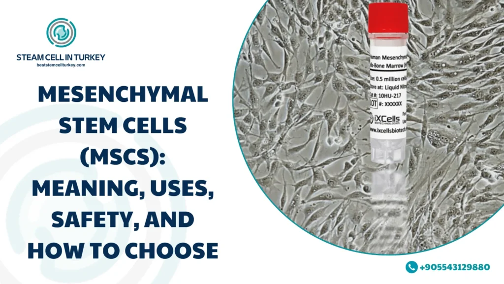 Mesenchymal Stem Cells MSCs