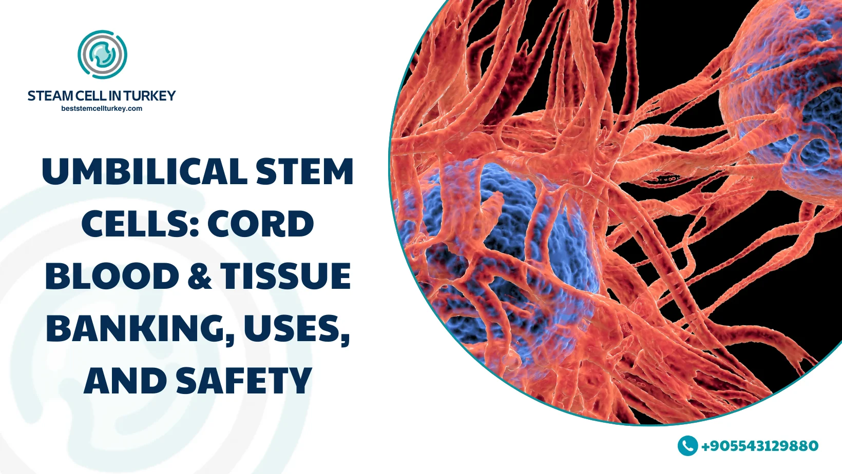 Umbilical stem cells