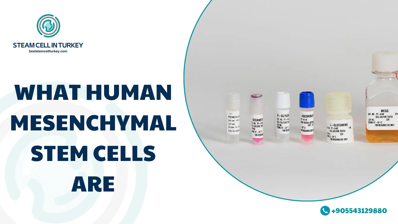 Human Mesenchymal Stem Cells
