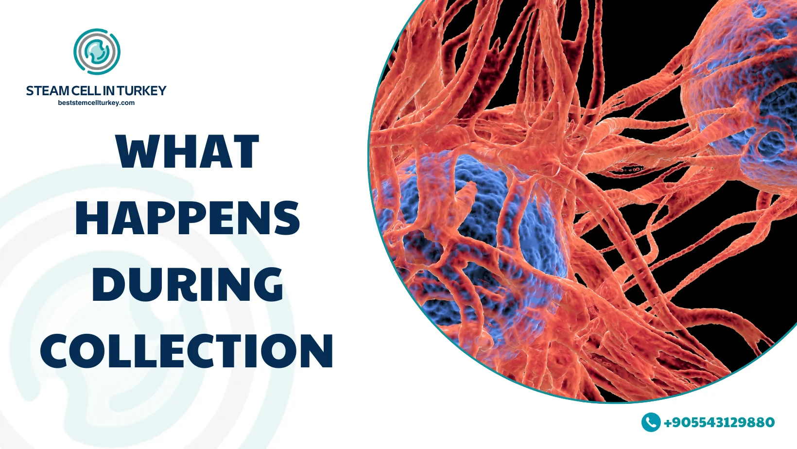 Umbilical stem cells